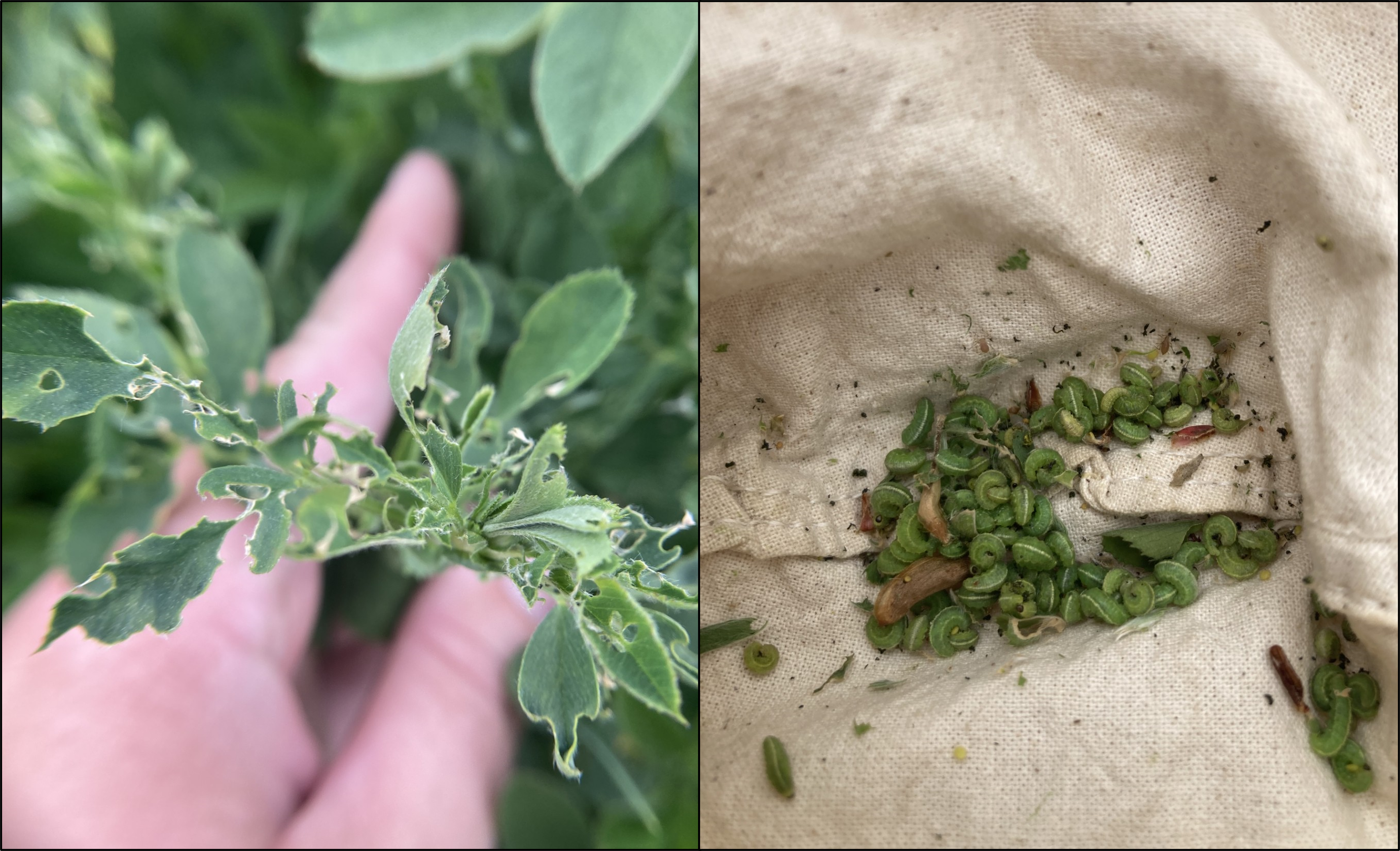 Alfalfa weevil feeding damage and larvae.